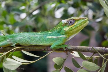 andere Echsen kaufen und verkaufen Foto: Looking for Anolis equestris potior andere Echsen kaufen und verkaufen Foto: Looking for Anolis equestris potior