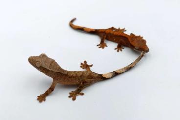 Geckos kaufen und verkaufen Foto: Crested geckos (Correlophus ciliatus)
