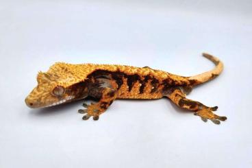 Geckos kaufen und verkaufen Photo: Crested geckos (Correlophus ciliatus)
