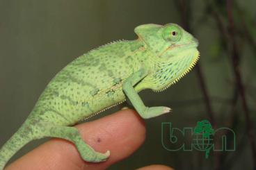 Chamäleons kaufen und verkaufen Foto: Veiled chameleon (Chamaeleo calyptratus)