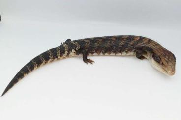 Skinke kaufen und verkaufen Foto: Eastern blue-tongued skink Tiliqua scincoides HET 