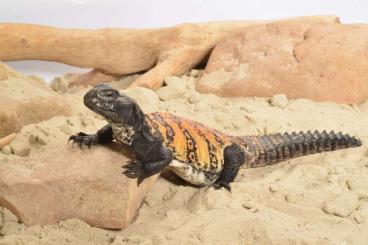 Lizards kaufen und verkaufen Photo: Red-banded spiny-tailed lizard (Uromastyx dispar flavifasciata)