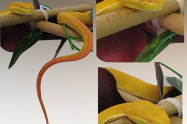Venomous snakes kaufen und verkaufen Photo: Albino Trimeresurus Albolabris abzugeben: Venomous snakes kaufen und verkaufen Photo: Albino Trimeresurus Albolabris abzugeben: