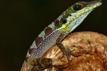 Echsen  kaufen und verkaufen Foto: Suche Anolis bahorucoensis Weibchen 