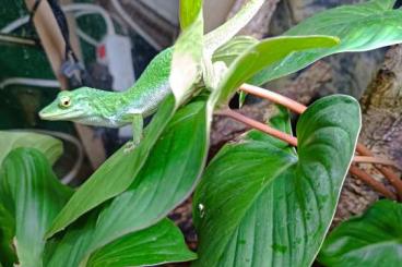 Echsen kaufen und verkaufen Foto: Anolis biporcatus 0,1 , Großer Grün Anolis Echsen kaufen und verkaufen Foto: Anolis biporcatus 0,1 , Großer Grün Anolis