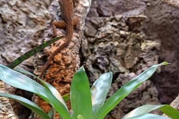 Echsen kaufen und verkaufen Photo: Anolis oculatus Hochland Anolis Echsen kaufen und verkaufen Photo: Anolis oculatus Hochland Anolis