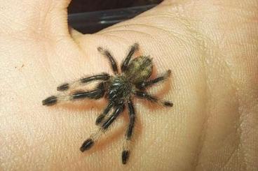 - bird spiders kaufen und verkaufen Photo: Psalmopoeus cambridgei 1. FH