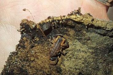 Skorpione kaufen und verkaufen Foto: Lychas scutilus i2 ENZ 3/25 Skorpione kaufen und verkaufen Foto: Lychas scutilus i2 ENZ 3/25