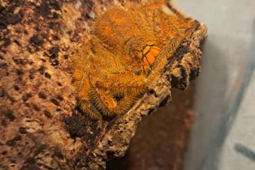 Spiders and Scorpions kaufen und verkaufen Photo: Heteropoda davidbowie – adultes Weibchen (Riesenkrabbenspinne) Spiders and Scorpions kaufen und verkaufen Photo: Heteropoda davidbowie – adultes Weibchen (Riesenkrabbenspinne)