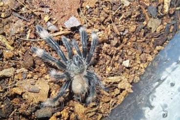 - bird spiders kaufen und verkaufen Photo: Psalmopoeus cambridgei (Trinidad Chevron Tarantula) – Slings abzugeben - bird spiders kaufen und verkaufen Photo: Psalmopoeus cambridgei (Trinidad Chevron Tarantula) – Slings abzugeben