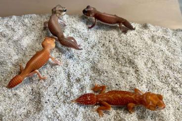 Geckos kaufen und verkaufen Photo: Nephrurus yearlings and 1.0 from -24 Geckos kaufen und verkaufen Photo: Nephrurus yearlings and 1.0 from -24
