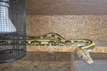 Snakes kaufen und verkaufen Photo: Python Reticulatus/ Boa constrictor 