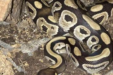 Königspythons kaufen und verkaufen Foto: Königspython 0.1 Weibchen Mojave NZ 2024 Königspythons kaufen und verkaufen Foto: Königspython 0.1 Weibchen Mojave NZ 2024