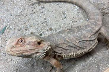 Bartagamen kaufen und verkaufen Foto: Bartagame (Pogona Vitticeps) Männlich Hypo Orange Leatherback NZ 2023 Bartagamen kaufen und verkaufen Foto: Bartagame (Pogona Vitticeps) Männlich Hypo Orange Leatherback NZ 2023
