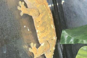 Geckos kaufen und verkaufen Foto: Kronengecko Zuchtpaar abzugeben inkl. Terrarium und Zubehör Geckos kaufen und verkaufen Foto: Kronengecko Zuchtpaar abzugeben inkl. Terrarium und Zubehör