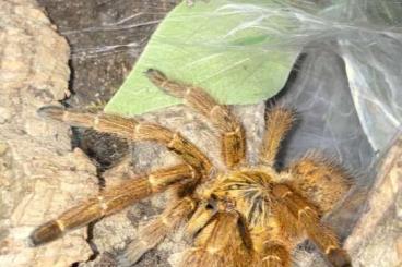 Vogelspinnen kaufen und verkaufen Foto: Vogelspinne Pterinochilus murinus OBT Weibchen Adult Vogelspinnen kaufen und verkaufen Foto: Vogelspinne Pterinochilus murinus OBT Weibchen Adult