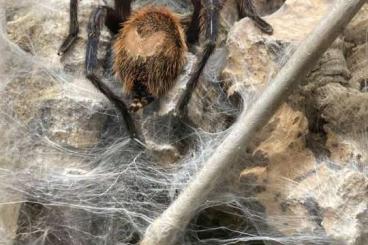 Vogelspinnen kaufen und verkaufen Foto: Vogelspinne Chromatopelma cyaneopubescens (GBB) Weiblich Adult Vogelspinnen kaufen und verkaufen Foto: Vogelspinne Chromatopelma cyaneopubescens (GBB) Weiblich Adult