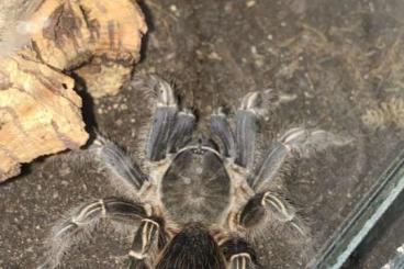Vogelspinnen kaufen und verkaufen Foto: Vogelspinne Aphonopelma seemanni Weiblich Adult