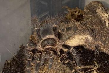 Vogelspinnen kaufen und verkaufen Foto: Grammostola pulchripes (Chaco Golden Knee) KL 2-3cm Vogelspinnen kaufen und verkaufen Foto: Grammostola pulchripes (Chaco Golden Knee) KL 2-3cm