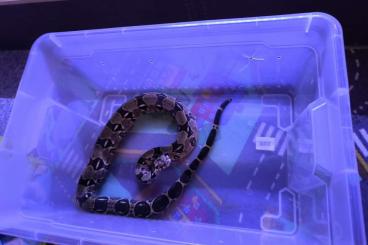Feeder animals kaufen und verkaufen Photo: Frostfutter ratten für schlangen oder andere Reptilien Feeder animals kaufen und verkaufen Photo: Frostfutter ratten für schlangen oder andere Reptilien