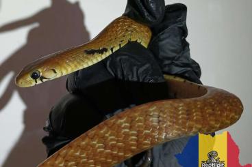 Colubrids kaufen und verkaufen Photo: 2.2 Drymarchon mel. Melanurus het. Axanthic Colubrids kaufen und verkaufen Photo: 2.2 Drymarchon mel. Melanurus het. Axanthic
