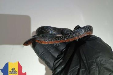 Colubrids kaufen und verkaufen Photo: 7.0 Drymarchon Couperi Black & Red Chin 66% poss. het. Axanthic Colubrids kaufen und verkaufen Photo: 7.0 Drymarchon Couperi Black & Red Chin 66% poss. het. Axanthic