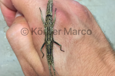 Insekten kaufen und verkaufen Foto: Orestes mouhotii Zwerg Gespenstschrecken 