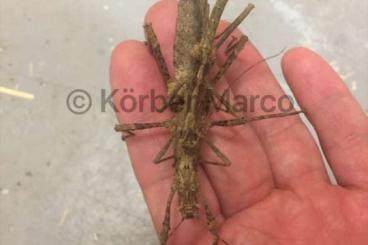 Insekten kaufen und verkaufen Foto: Marmor Dornschrecken (trachyaretaon Aurora) Insekten kaufen und verkaufen Foto: Marmor Dornschrecken (trachyaretaon Aurora)