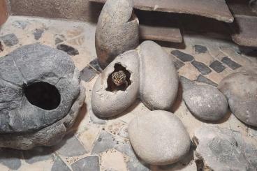 Geckos kaufen und verkaufen Photo: 3x weibliche Leopardgeckos und Terrarium abzugeben / Geckos kaufen und verkaufen Photo: 3x weibliche Leopardgeckos und Terrarium abzugeben /