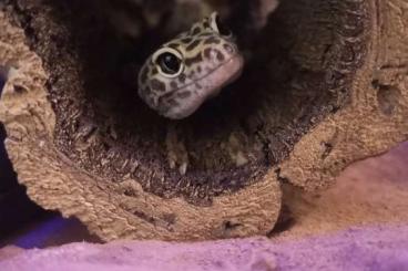 Geckos kaufen und verkaufen Photo: Terrarium 120x60x60 mit Einrichtung & zwei Leopardgeckos zu verkaufen Geckos kaufen und verkaufen Photo: Terrarium 120x60x60 mit Einrichtung & zwei Leopardgeckos zu verkaufen