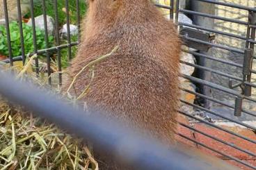 Exotische Säuger kaufen und verkaufen Foto: Schwarzschwanz-Präriehund