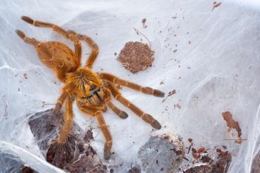 Vogelspinnen kaufen und verkaufen Foto: 20 sub adult Pterinochilus murinus “Usambara” Vogelspinnen kaufen und verkaufen Foto: 20 sub adult Pterinochilus murinus “Usambara”