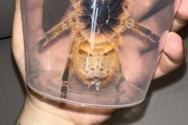 Spinnen und Skorpione kaufen und verkaufen Foto: For trade or sale - x.x.x p.murinus and more! Spinnen und Skorpione kaufen und verkaufen Foto: For trade or sale - x.x.x p.murinus and more!