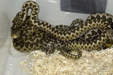 Giftschlangen kaufen und verkaufen Foto: VENOMOUS snakes aspidelaps- ammodytes- n.pallida- t.albolabris Giftschlangen kaufen und verkaufen Foto: VENOMOUS snakes aspidelaps- ammodytes- n.pallida- t.albolabris