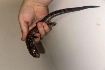 Skinke kaufen und verkaufen Photo: Fire skinks for Hamm - Houten