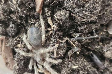 Vogelspinnen kaufen und verkaufen Foto: Vogelspinnen Slings abzugeben Vogelspinnen kaufen und verkaufen Foto: Vogelspinnen Slings abzugeben