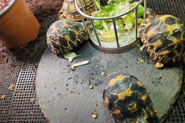 Tortoises kaufen und verkaufen Photo: radiated tortoise searching Tortoises kaufen und verkaufen Photo: radiated tortoise searching