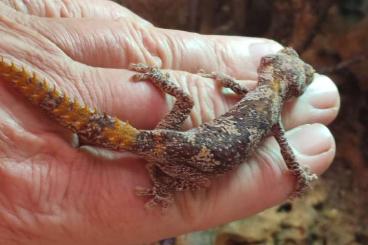 Geckos kaufen und verkaufen Foto: Strophurus ciliaris 0,3 zucht tiere Hamm 9.3. row 24