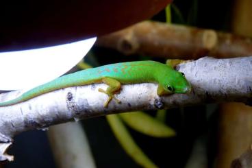 Geckos kaufen und verkaufen Foto: Phelsuma astriata astriata in Hamm 9.3.2024