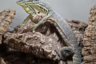 Warane kaufen und verkaufen Foto: Varanus panoptes horni... Warane kaufen und verkaufen Foto: Varanus panoptes horni...