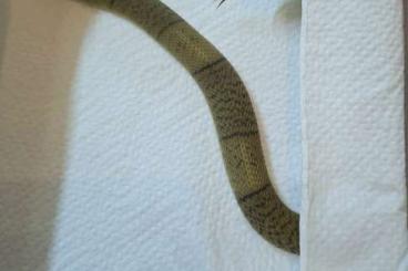 Venomous snakes kaufen und verkaufen Photo: Naja annulifera cb25..... Venomous snakes kaufen und verkaufen Photo: Naja annulifera cb25.....