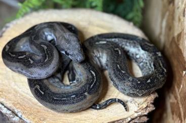 Schlangen kaufen und verkaufen Foto: Boa constrictor Farbmorphe Schlangen kaufen und verkaufen Foto: Boa constrictor Farbmorphe
