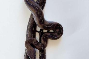 Schlangen kaufen und verkaufen Foto: Boa constrictor Farbmorphe Schlangen kaufen und verkaufen Foto: Boa constrictor Farbmorphe