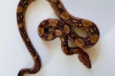 Schlangen kaufen und verkaufen Foto: Boa constrictor Morphe abzugeben Schlangen kaufen und verkaufen Foto: Boa constrictor Morphe abzugeben