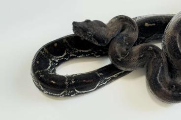 Snakes kaufen und verkaufen Photo: Boa constrictor morphe abzugeben Snakes kaufen und verkaufen Photo: Boa constrictor morphe abzugeben