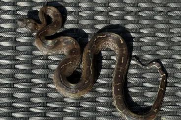 Boas kaufen und verkaufen Foto: Boa constrictor morphe abzugeben Boas kaufen und verkaufen Foto: Boa constrictor morphe abzugeben