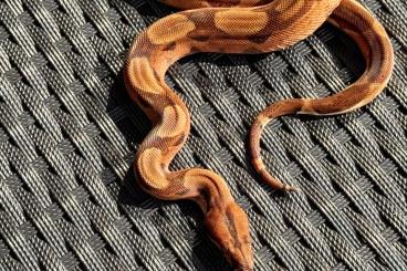 Schlangen kaufen und verkaufen Foto: Boa constrictor für Hamm September 