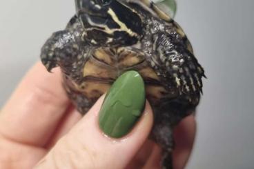 Turtles kaufen und verkaufen Photo: 2 Moschusschildkröten, Stenotherus odoratus Turtles kaufen und verkaufen Photo: 2 Moschusschildkröten, Stenotherus odoratus