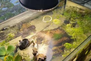 tanks kaufen und verkaufen Photo: Juwel Rio led 320Liter, 120cm Kantenlänge tanks kaufen und verkaufen Photo: Juwel Rio led 320Liter, 120cm Kantenlänge