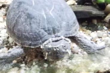 Turtles and Tortoises kaufen und verkaufen Photo: Gewöhnliche Moschusschildkröte 